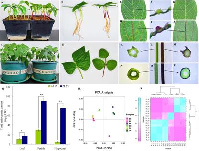 Integration of comparative transcriptomics and WGCNA characterizes the regulation of anthocyanin biosynthesis in mung bean (Vigna radiata L.)